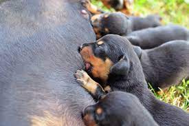 Mastitis in Dogs: Causes, Signs, and Treatment