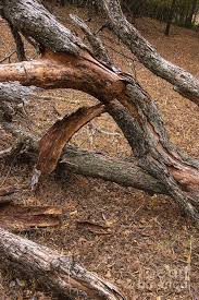 13998 old el camino real, san diego, ca 92130. Peeling Tree Bark On Del Mar Farms Photograph By Bob Phillips