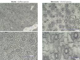 Image result for Strombosiopsis tetrandra