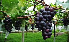 Image result for áááá¶áááá¶ááá¼á