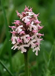 Image result for Solenangis conica