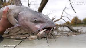 Cara tanam bawang putih yang simpel serta masa tanam bawang putih yang singkat, membuat praktik ini inilah langhkah dan cara menanam bawang putih di rumah: Berbagai Jenis Umpan Mancing Ikan Lele Paling Ampuh Dan Jitu Hewanpedia