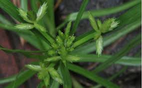 Image result for Cyperus pectinatus