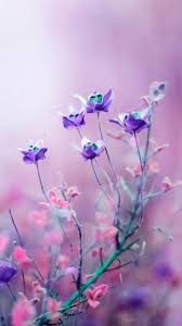 Nature 4k wallpapers for mac, pc, iphone 10 and x, ipad, android and windows 10. Nature Flowers Iphone Wallpapers 4k Hd Nature Flowers Iphone Backgrounds On Wallpaperbat