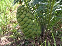 Image result for Encephalartos schmitzii