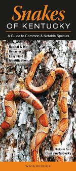 Snakes Of Kentucky A Guide To Common And Notable Species