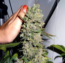 How To Increase Thc When Growing Weed | Grow Weed Easy
