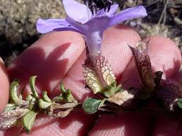 Image result for Barleria crassa