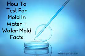 How To Test For Mold In Water Water Mold Facts Mold Help For You