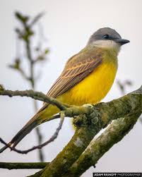 Tropical Kingbird Parque Del Cafe Colombia This Photo Was Taken June 14 2017 At Parque Del Cafe Colombia 2017 Adam Bird Breeds Beautiful Birds Small Birds