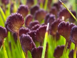 Image result for Schizaea pectinata