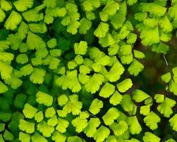 Image result for Limeum aethiopicum