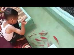 Kolam Ikan Minimalis Di Ruang Tamu Youtube