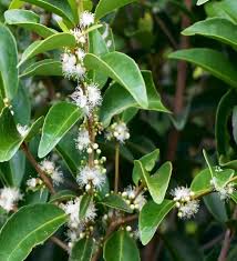 Image result for Eugenia aschersoniana