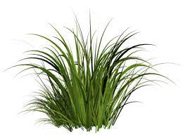Grass Png405 Png 500 373 Grass Photoshop Photoshop Landscape Grass Textures