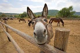 By leeno november 10, 2005. Facts About Donkeys Live Science