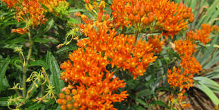 Check spelling or type a new query. Asclepias Or How I Learned To Love Milkweed Piedmont Master Gardeners