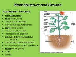 Fastest Axillary Bud Function And Structure