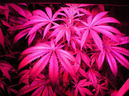 Pink Weed Wallpapers Top Free Pink Weed Backgrounds Wallpaperaccess All orders are custom made and most ship worldwide within 24 hours. pink weed wallpapers top free pink