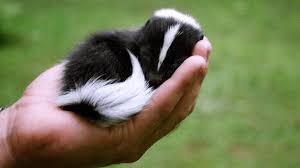 It's ironic because only a few people in this world keep a tiger as their pet. Nj Exotic Pets Yes It S A Baby Skunk Yes It S Facebook