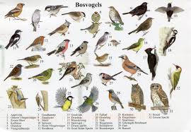 Name Small Birds Of South Africa 10 Letter Bird Names South African Birds Aquatic Birds Bird Prints