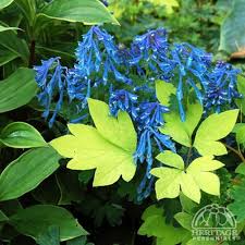 Partial shade perennial flowers zone 5. Corydalis Elata Partial Shade Usa Hardiness Zone 5 9 Deep Blue Flowers And Light Foliage Can Be Planted In Containers Plants Blue Plants Shade Perennials