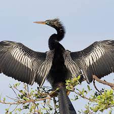The anhinga is in the darter family, anhingidae, and is closely associated with darters from india, africa and australia. 7 Fun Facts About The Amazing Anhinga Myrtle Beach Sc Grand Strand Magazine