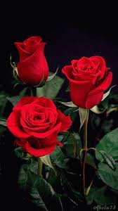 With tenor, maker of gif keyboard, add popular flowers animated gifs to your conversations. Give Flowers Gif 4 Gif Images Download