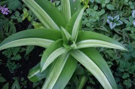 Image result for Crinum aurantiacum