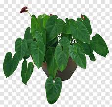 Download this indoor plant potted plants png free download, plant clipart, plants clipart, potted plants png clipart image with transparent background or psd file for free. Houseplant Flowerpot Vase Soil Indoor Plant Potted Plants Transparent Png