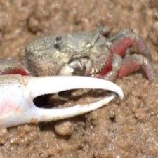 Image result for Toddalia crenulata