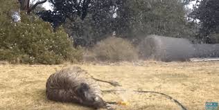 Emu Discovers A Sprinkler And Completely Loses His Mind Emu Animal Pictures Animal Gifs