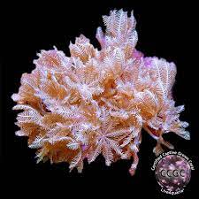 Liveaquaria Ccgc Aquacultured Red Sea Pom Pom Xenia Coral Saltwater Aquarium Corals For Marine Reef Aquariums