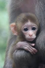 Hand drawn watercolor cartoon baby illustration on white background. Pin On Animals