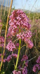 Centranthus Ruber Valeriane Des Jardins Ou Lilas D Espagne Fleurs Jardins Valeriane