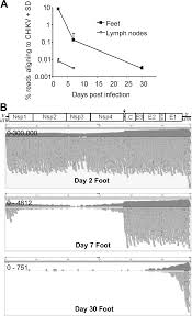 Terima kasih atas kunjungan polres binjai oleh sat binmas polres binjai ke seketariat fkpm senkom kota binjai, dlm rangka silaturahim sekalian penyerahan tembusan sk fkpm senkom kota binjai ke sat binmas polres binjai 4 juni 2020 # senkompusat # senkomsumut # bersamalawancovid19 # tetappakaimasker Rna Seq Analysis Of Chikungunya Virus Infection And Identification Of Granzyme A As A Major Promoter Of Arthritic Inflammation