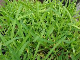 Caracteristicas Y Cuidados De La Grama Stenotaphrum Secundatum St Augustine Grass Care St Augustine Grass Shade Grass