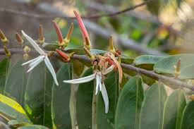 Image result for Xylopia lukei