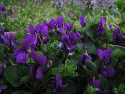 Violets Pflanzen Schone Blumen Lila Blumen
