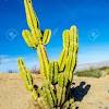 The wildflowers in southern california are about to be in full bloom and you can see them for yourself in. Https Encrypted Tbn0 Gstatic Com Images Q Tbn And9gcrf5mex Cugrqtaiz4qcqh 8suviyf2vc Vvihqipby1g7gm5dj Usqp Cau