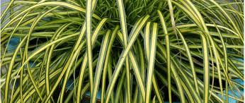 Image result for Carex brassii