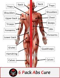 Selected major muscle names pronounced and translated. Human Muscle Anatomy Basics 6 Pack Abs Cure