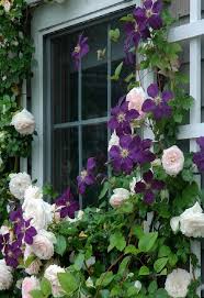 Great Garden Combos Roses Clematis For Small Space Gardens Flower Garden Plants Climbing Roses