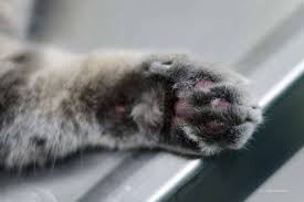 Hautpilz Bei Der Katze Tiermedizinportal