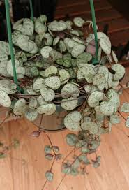 Image result for Ceropegia stenifolia