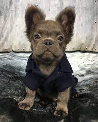 Sieh Dir Dieses Instagram Foto Von Fozzythefluffyfrenchie An Gefallt 5 857 Mal Cute Dogs Baby Animals Cute Dogs And Puppies