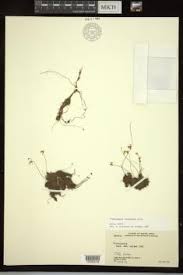 Image result for Utricularia scandens