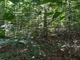 Image result for Fern Green 1994 Reliant