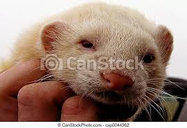 Good death) is the act of killing an animal or allowing it to die by withholding extreme medical measures. Animal Estimacao Furao Mao Canstock