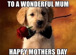 Happy mother's day to all dog moms as well. Wishing Happy Mother S Day To All Mom S Bashto Pet Collars More Facebook